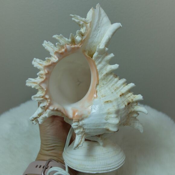 Seashell Lamp Night Light NWOT - Picture 8 of 10